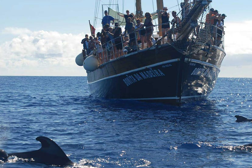 Whales & Dolphins Watching - Bonita da Madeira