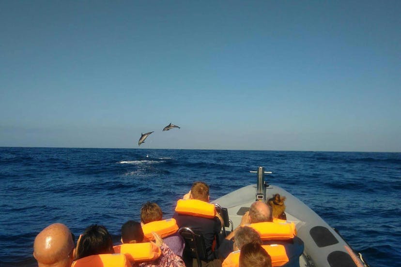 Observação de Baleias e Golfinhos - Rota dos Cetáceos